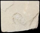 Cretaceous Fossil Shrimp - Lebanon #48579-1